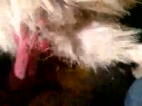 [ Beastiality Porn XXX ] dog with a boner
